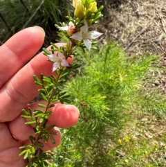 Boronia alulata at Iron Range, QLD - 3 Aug 2024