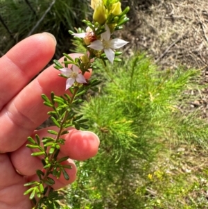 Boronia alulata at Iron Range, QLD - 3 Aug 2024 09:38 AM