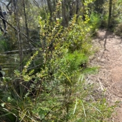 Boronia alulata at Iron Range, QLD - 3 Aug 2024 09:38 AM