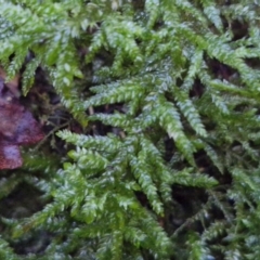 Unidentified Moss, Liverwort or Hornwort at Robertson, NSW - 2 Aug 2024 by trevorpreston