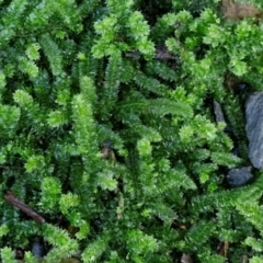 Unverified Moss, Liverwort or Hornwort at Robertson, NSW - 3 Aug 2024 by trevorpreston