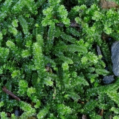 Unidentified Moss, Liverwort or Hornwort at Robertson, NSW - 2 Aug 2024 by trevorpreston