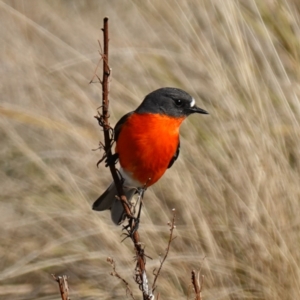 Petroica phoenicea at Rendezvous Creek, ACT - 9 Aug 2023