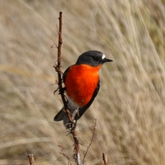 Petroica phoenicea at Rendezvous Creek, ACT - 9 Aug 2023