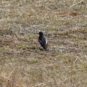 Petroica phoenicea at Rendezvous Creek, ACT - 9 Aug 2023