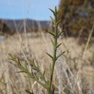 Discaria pubescens at Rendezvous Creek, ACT - 9 Aug 2023 01:34 PM