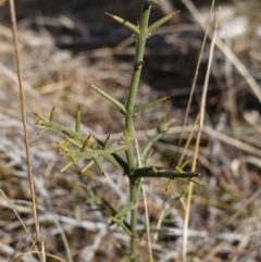 Discaria pubescens at Rendezvous Creek, ACT - 9 Aug 2023