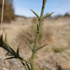 Discaria pubescens at Rendezvous Creek, ACT - 9 Aug 2023 01:34 PM