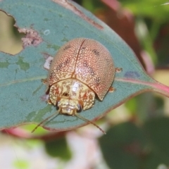 Paropsis atomaria (Eucalyptus leaf beetle) at Theodore, ACT - 3 Jan 2022 by owenh