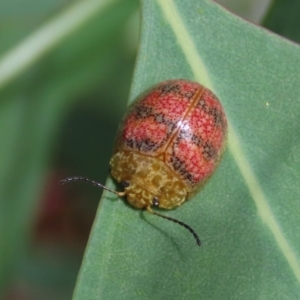 Paropsis obsoleta at Theodore, ACT - 21 Jan 2022