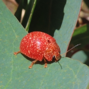 Paropsis variolosa at Theodore, ACT - 19 Feb 2022