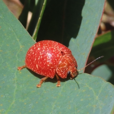 Paropsis variolosa (Variolosa leaf beetle) at Theodore, ACT - 19 Feb 2022 by owenh