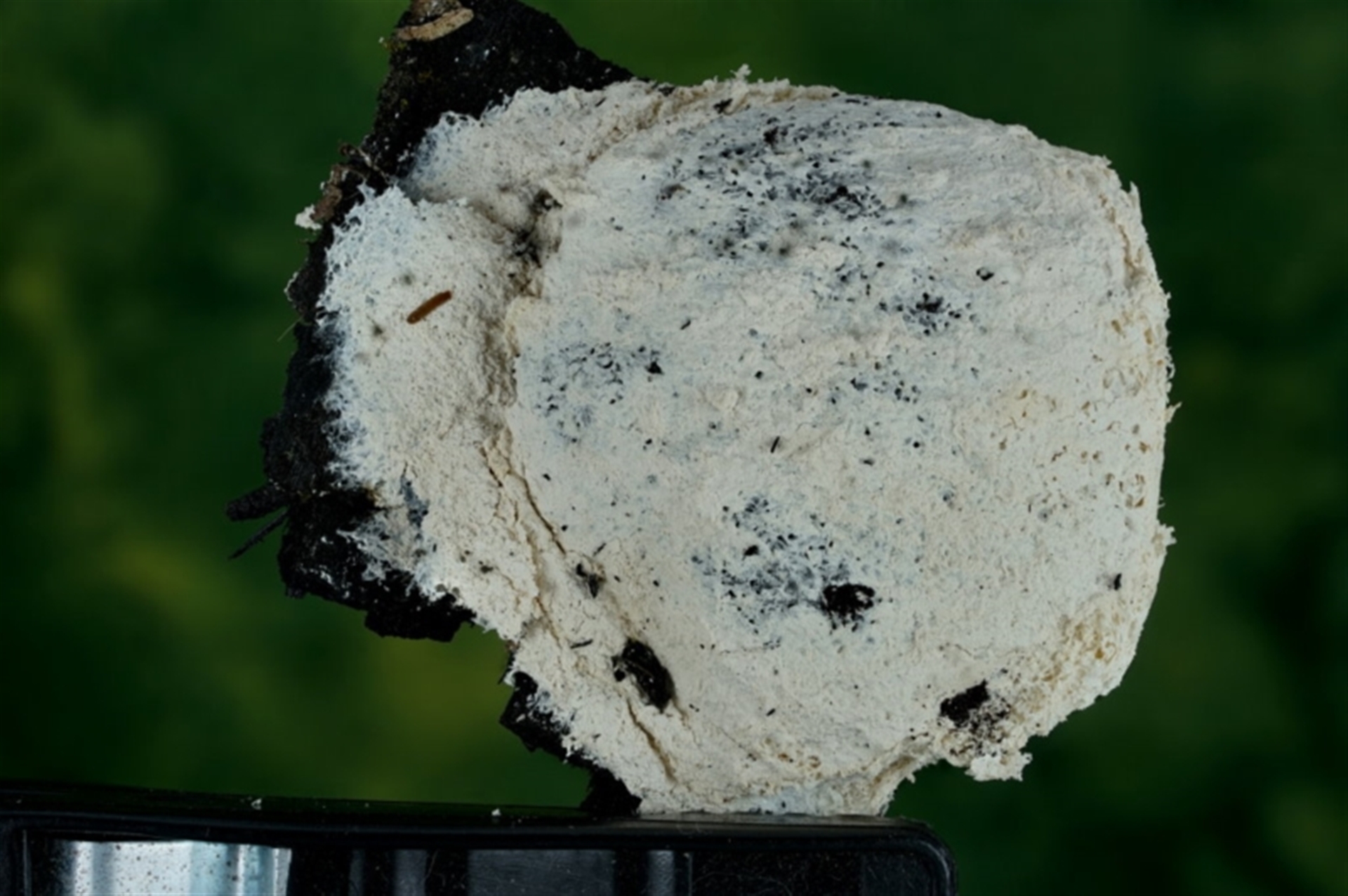 Reticularia sp. (genus) at Yowrie, NSW - 4 Nov 2022 01:18 PM