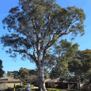 Eucalyptus blakelyi at Higgins, ACT - 3 Aug 2024 11:38 AM