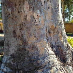 Eucalyptus blakelyi at Higgins, ACT - 3 Aug 2024