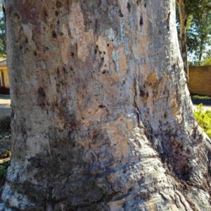 Eucalyptus blakelyi at Higgins, ACT - 3 Aug 2024