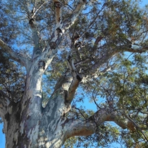 Eucalyptus blakelyi at Higgins, ACT - 3 Aug 2024