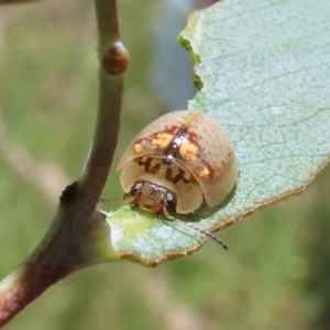 Paropsisterna m-fuscum at Theodore, ACT - 30 Dec 2021