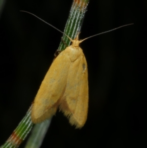 Aeolothapsa malacella at Freshwater Creek, VIC - 9 Nov 2022