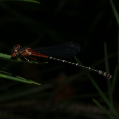 Xanthagrion erythroneurum at Freshwater Creek, VIC - 10 Nov 2022 by WendyEM