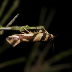 Macrobathra desmotoma at Freshwater Creek, VIC - 11 Nov 2022