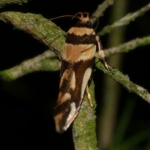 Macrobathra desmotoma at Freshwater Creek, VIC - 11 Nov 2022 11:20 PM