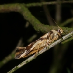 Macrobathra desmotoma at Freshwater Creek, VIC - 11 Nov 2022