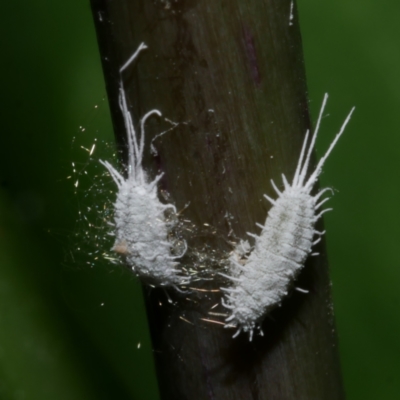 Pseudococcidae sp. (family) (A mealybug) at Freshwater Creek, VIC - 11 Nov 2022 by WendyEM