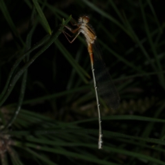 Xanthagrion erythroneurum at Freshwater Creek, VIC - 12 Nov 2022 by WendyEM