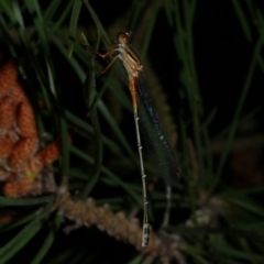 Xanthagrion erythroneurum at Freshwater Creek, VIC - 12 Nov 2022 09:27 PM