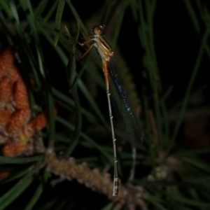 Xanthagrion erythroneurum at Freshwater Creek, VIC - 12 Nov 2022 09:27 PM