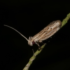 Eutorna diaula (A Gelechioid moth (Depressariidae)) at Freshwater Creek, VIC - 18 Nov 2022 by WendyEM