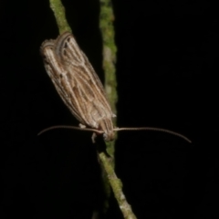 Eutorna diaula at Freshwater Creek, VIC - 18 Nov 2022 09:55 PM