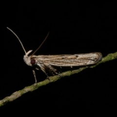 Eutorna diaula at Freshwater Creek, VIC - 18 Nov 2022 09:55 PM