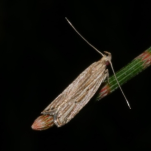 Eutorna diaula at Freshwater Creek, VIC - 18 Nov 2022 10:08 PM