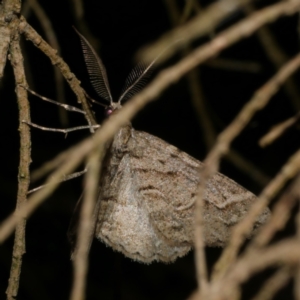 Syneora fractata at Freshwater Creek, VIC - 18 Nov 2022 09:53 PM