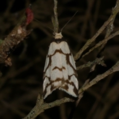 Chiriphe dichotoma (Reticulated Footman) at Freshwater Creek, VIC - 18 Nov 2022 by WendyEM