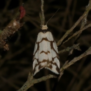 Chiriphe dichotoma at Freshwater Creek, VIC - 18 Nov 2022 09:52 PM