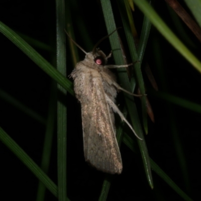 Leucania uda (A Noctuid moth) at Freshwater Creek, VIC - 18 Nov 2022 by WendyEM