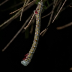 Chlenias (genus) (A looper moth) at Freshwater Creek, VIC - 25 Nov 2022 by WendyEM