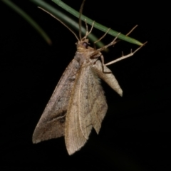 Parosteodes fictiliaria (Dodonaea Moth) at Freshwater Creek, VIC - 25 Nov 2022 by WendyEM