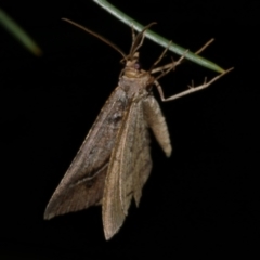 Parosteodes fictiliaria at Freshwater Creek, VIC - 25 Nov 2022