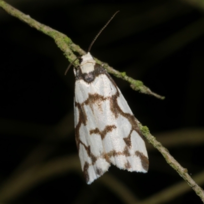 Chiriphe dichotoma (Reticulated Footman) at Freshwater Creek, VIC - 25 Nov 2022 by WendyEM