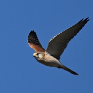 Falco cenchroides at Fyshwick, ACT - 2 Aug 2024 03:00 PM