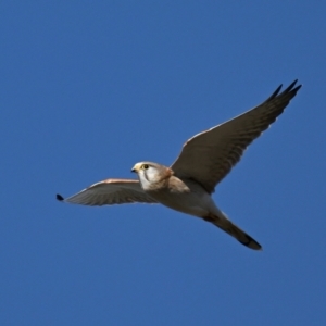 Falco cenchroides at Fyshwick, ACT - 2 Aug 2024 03:00 PM