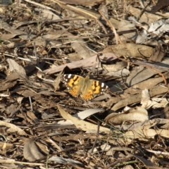 Vanessa kershawi (Australian Painted Lady) at Wyalong, NSW - 28 Sep 2018 by MatthewFrawley