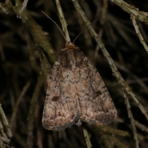 Thoracolopha melanographa at Freshwater Creek, VIC - 25 Nov 2022 10:37 PM