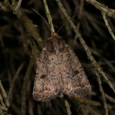 Thoracolopha melanographa (Acronictinae) at Freshwater Creek, VIC - 25 Nov 2022 by WendyEM