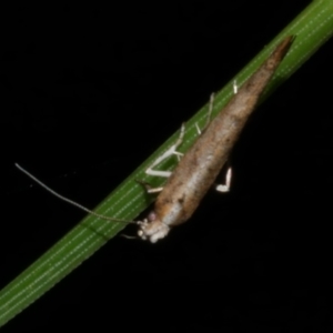 Zelleria cynetica at Freshwater Creek, VIC - 25 Nov 2022 11:01 PM