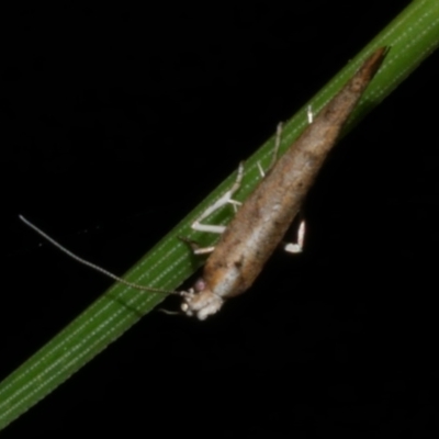 Zelleria cynetica (Rectangular Ermine Moth) at Freshwater Creek, VIC - 25 Nov 2022 by WendyEM